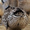 お尻フリフリ♪