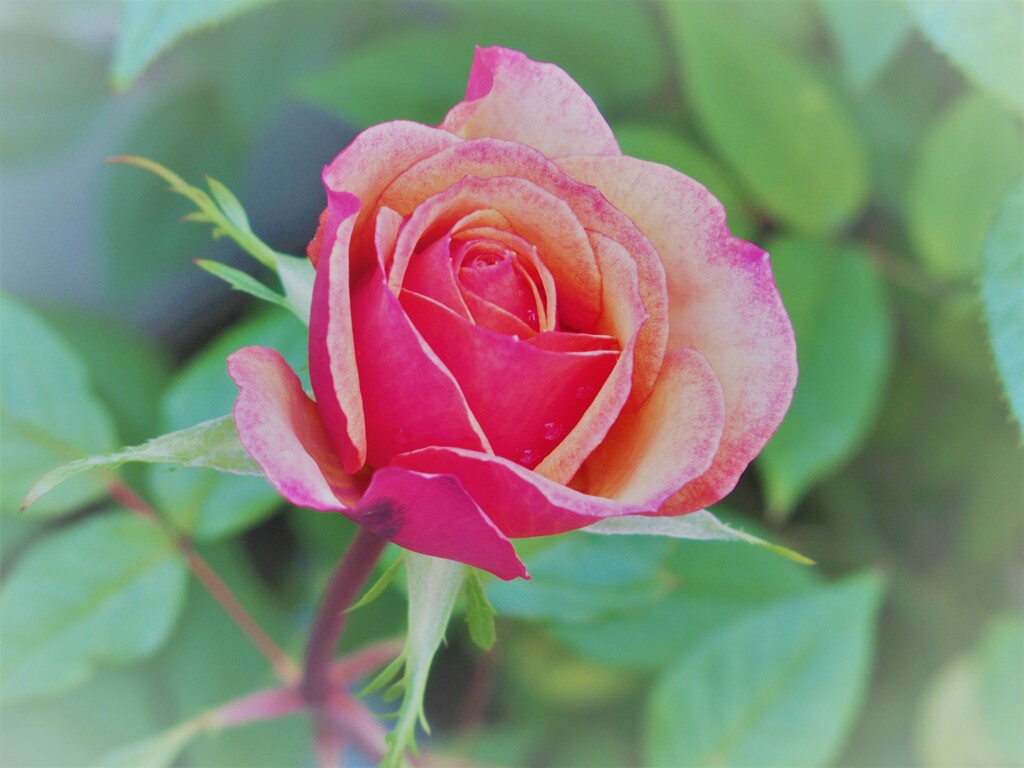 なんとなく薔薇