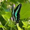 アオスジアゲハ