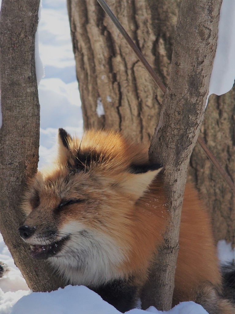 キツネコンコン雪の中　ご
