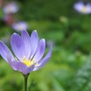 ミヤマヨメナ