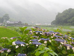 山あいの散歩道　6月ー4