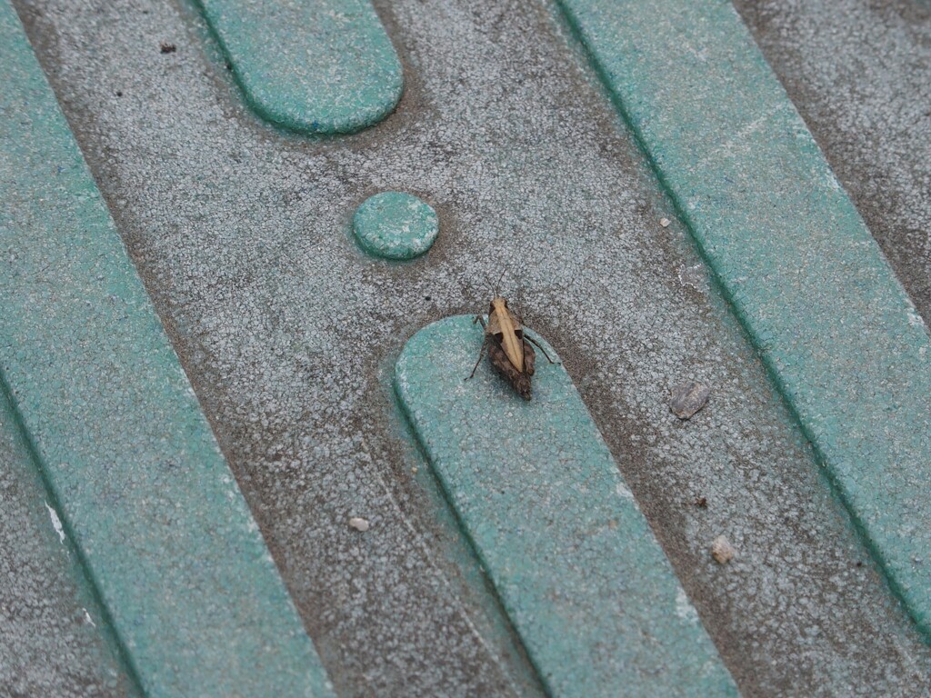 何でも撮ってみる　２