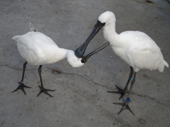 花鳥園の鳥たち　２