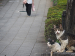 小田原にゃんこ　A