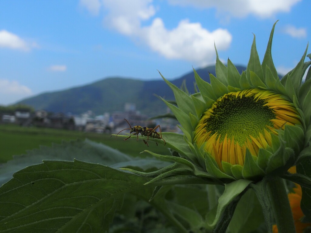 梅雨明けたんとちゃう？