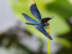 チョウトンボ　1