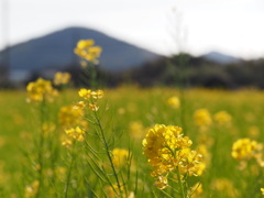 菜の花　1