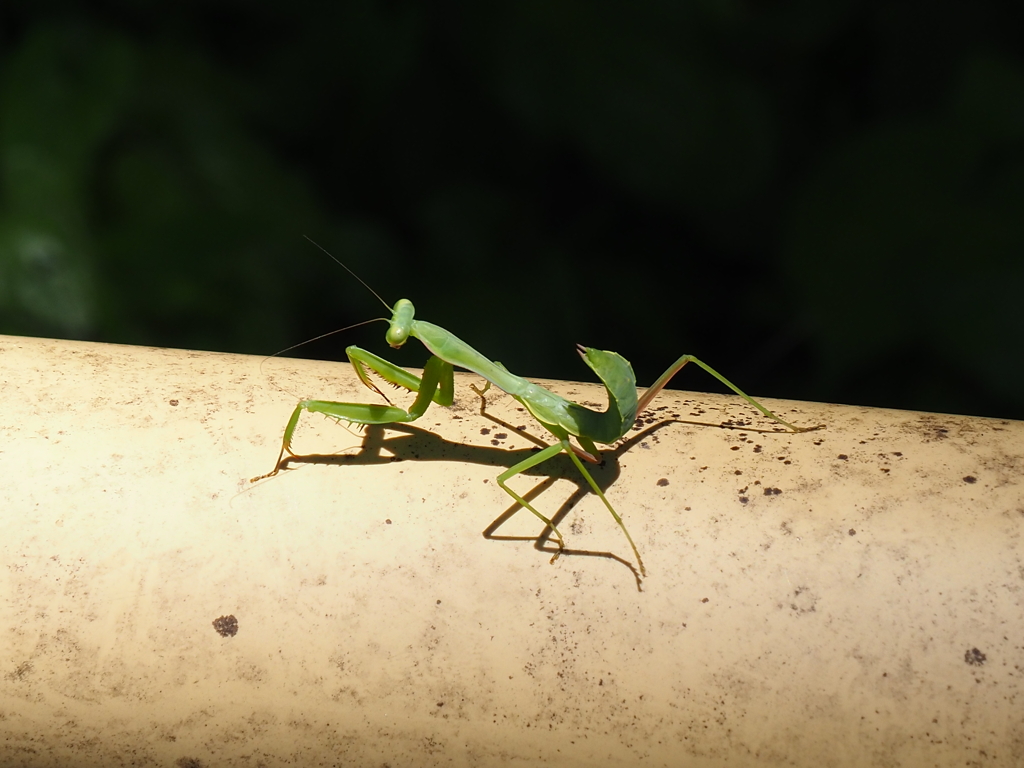 お散歩カマキリ　1