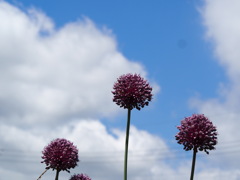 ニンニクの花