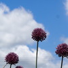ニンニクの花