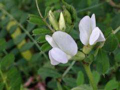 カラスノエンドウ（白花）