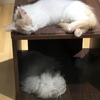 おーい、生きてるかーい！