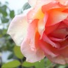 秋薔薇を撮ってはみたけれど・・