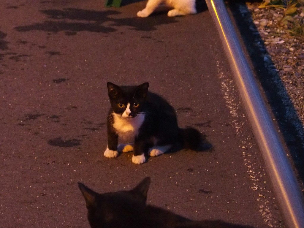 集会