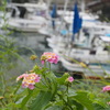 漁港写んぽ　1