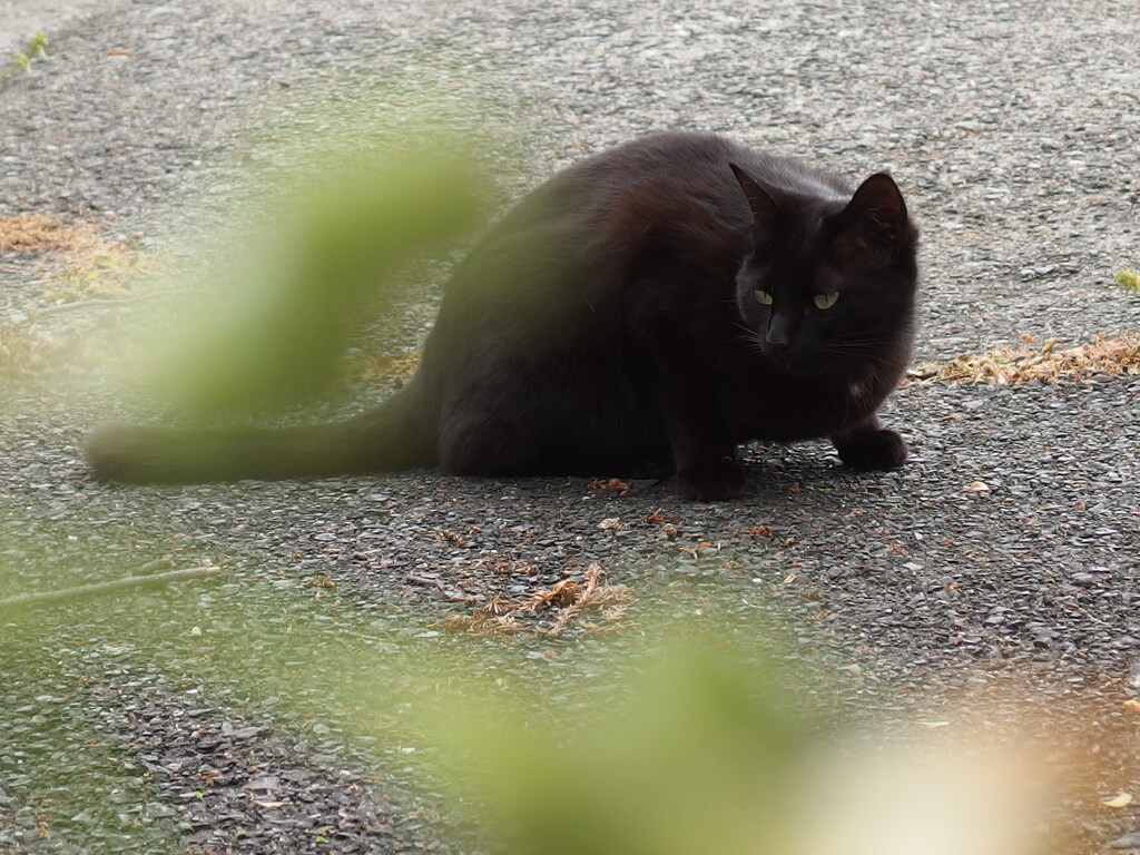 あんな猫