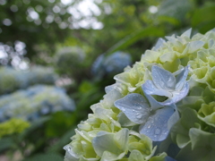 青まだ浅きあじさいの花