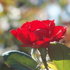 薔薇は紅（くれない）