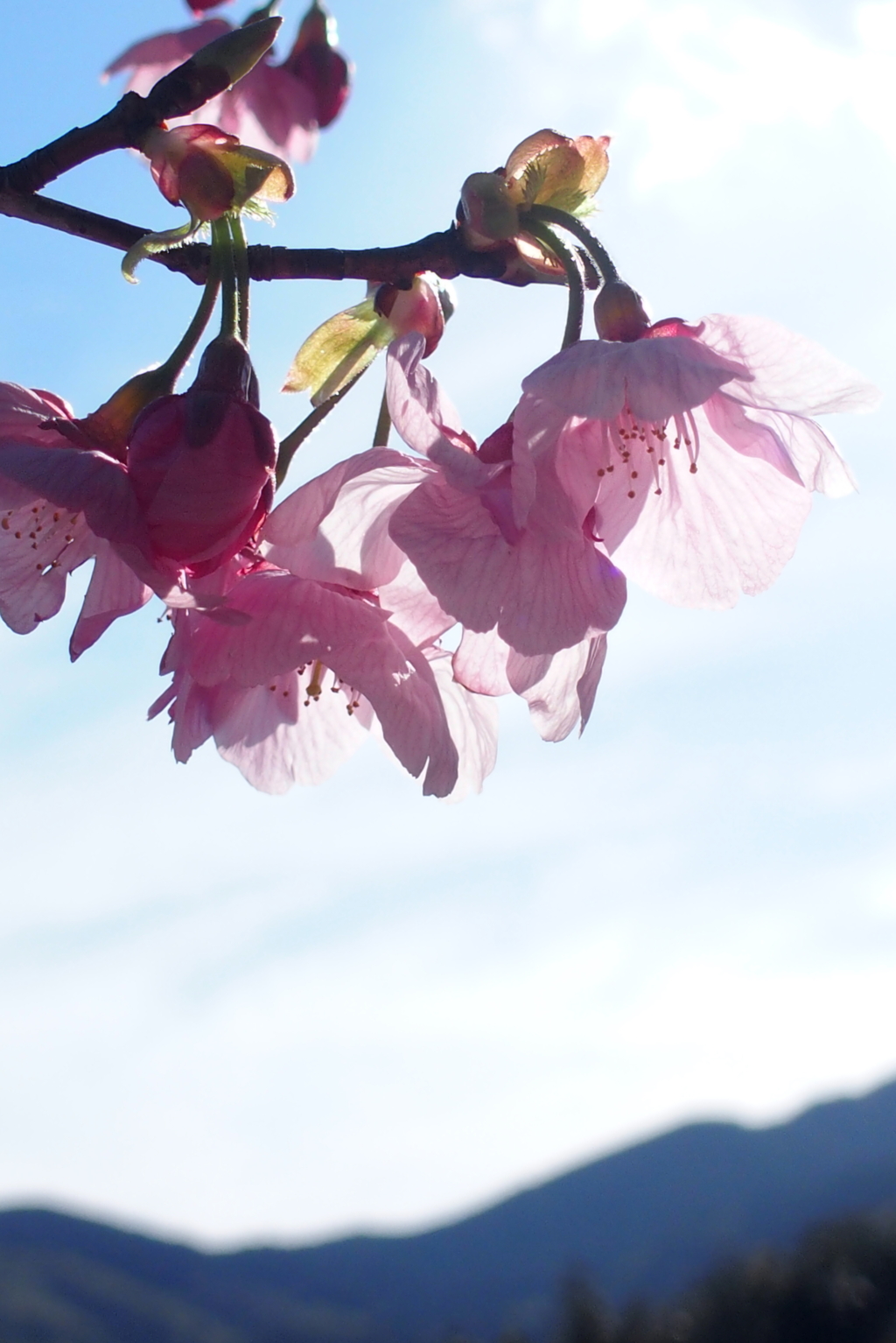 里山に桜咲く