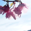 里山に桜咲く