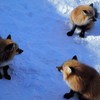 キツネコンコン雪の中　ろく