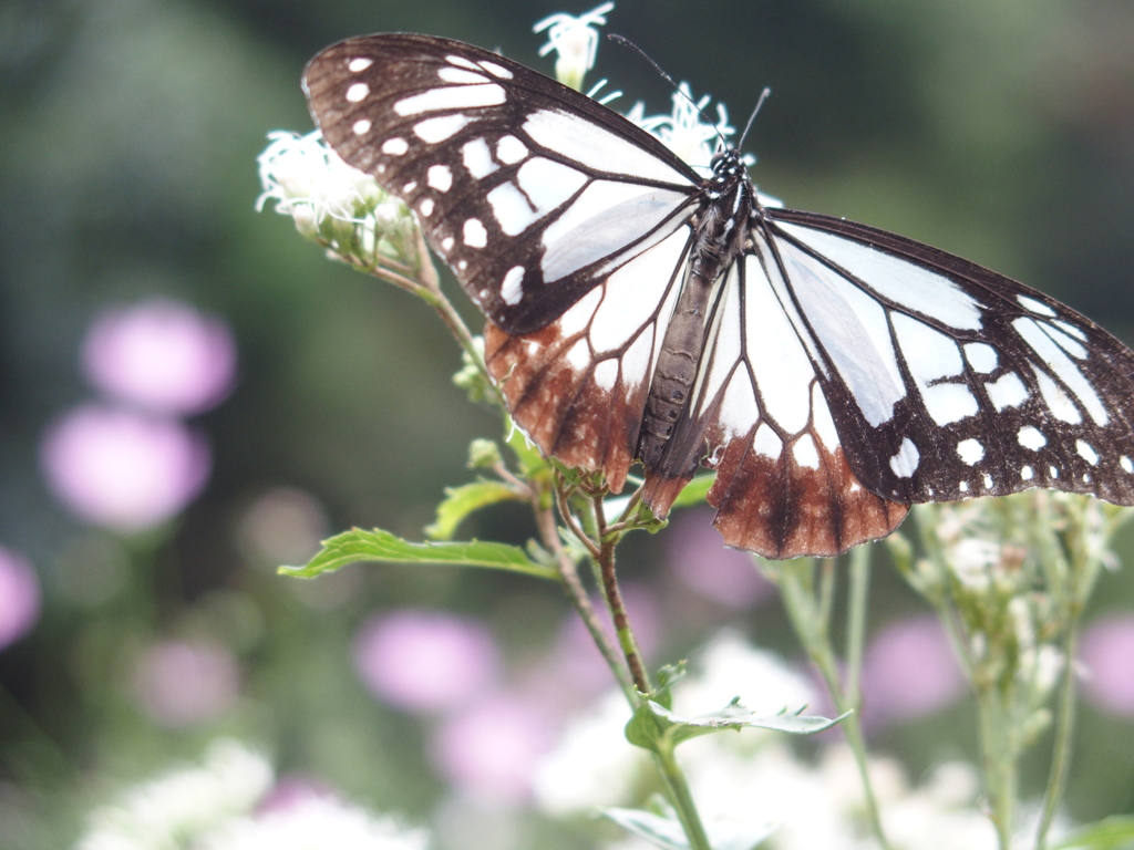 アサギマダラ　H