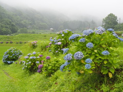 山あいの散歩道　6月ー3