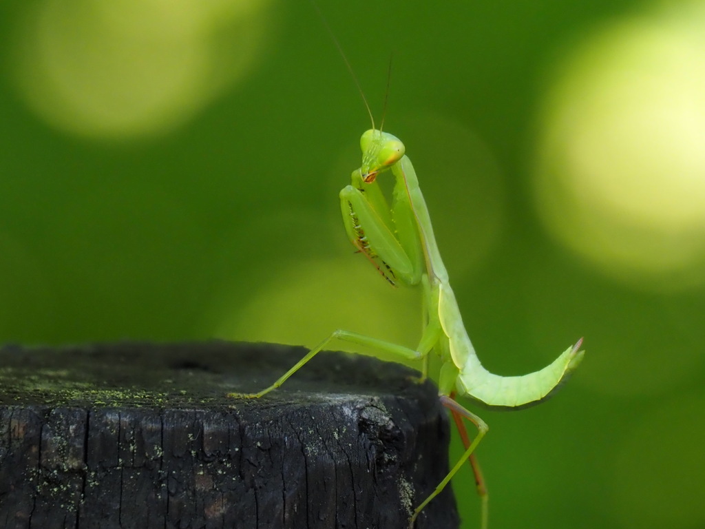 お散歩カマキリ　2