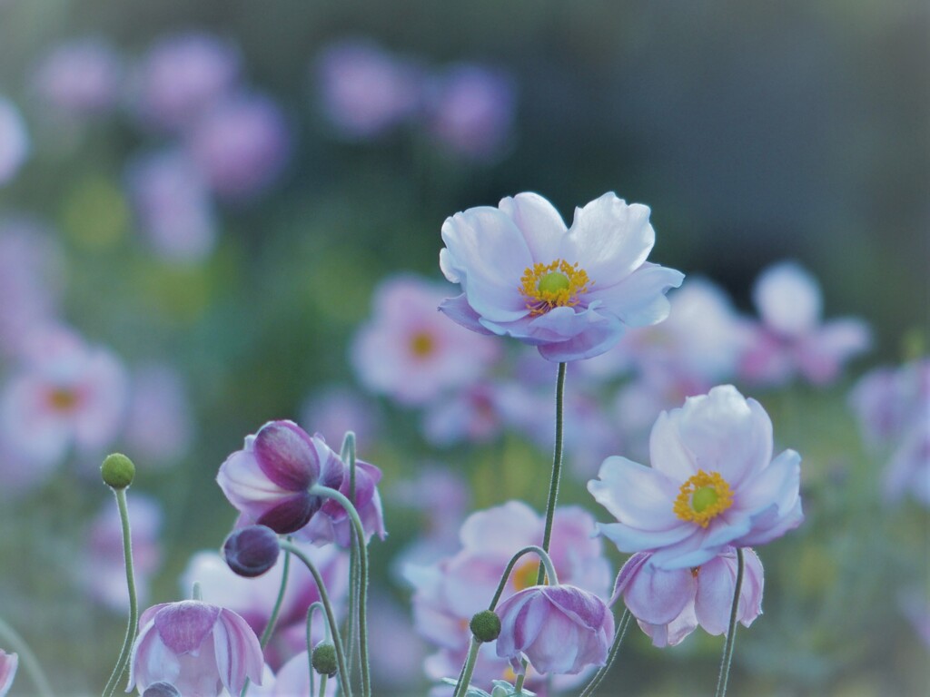 秋明菊　2