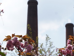 八重桜　3
