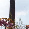 八重桜　3