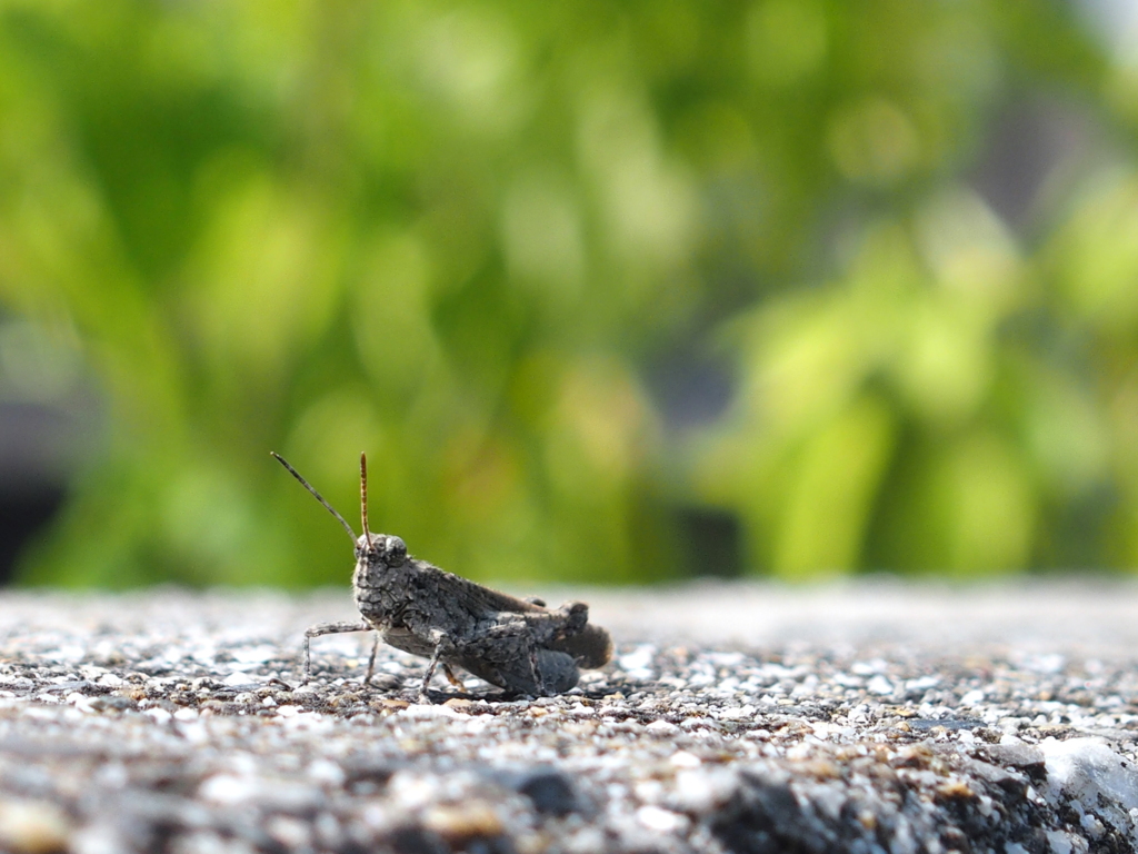 コンクリートから生まれた虫　２