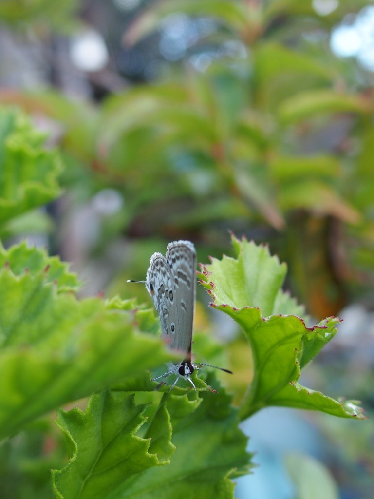 シジミって、こんな顔なんだ・・