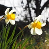 山あいの散歩道　3月