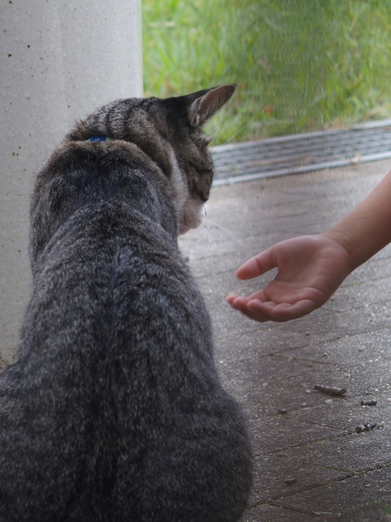 ワンコじゃにゃいんだけど