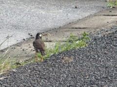 ちょこまかさん
