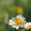 シロバナタンポポ