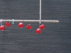 テントウムシ
