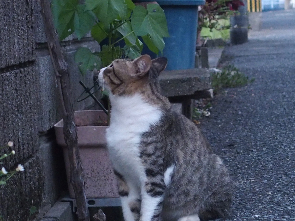 見上～げてごらん～♪