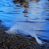 水辺にふわり