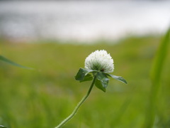 シロバナアカツメクサ シロバナアカツメクサ