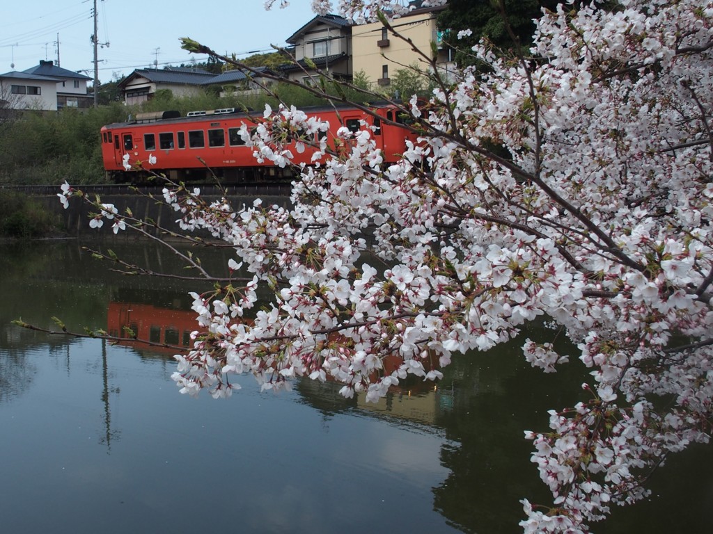 桜トンネルを行く