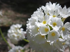 玉咲き桜草