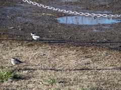 ウロチョロしないでってば！
