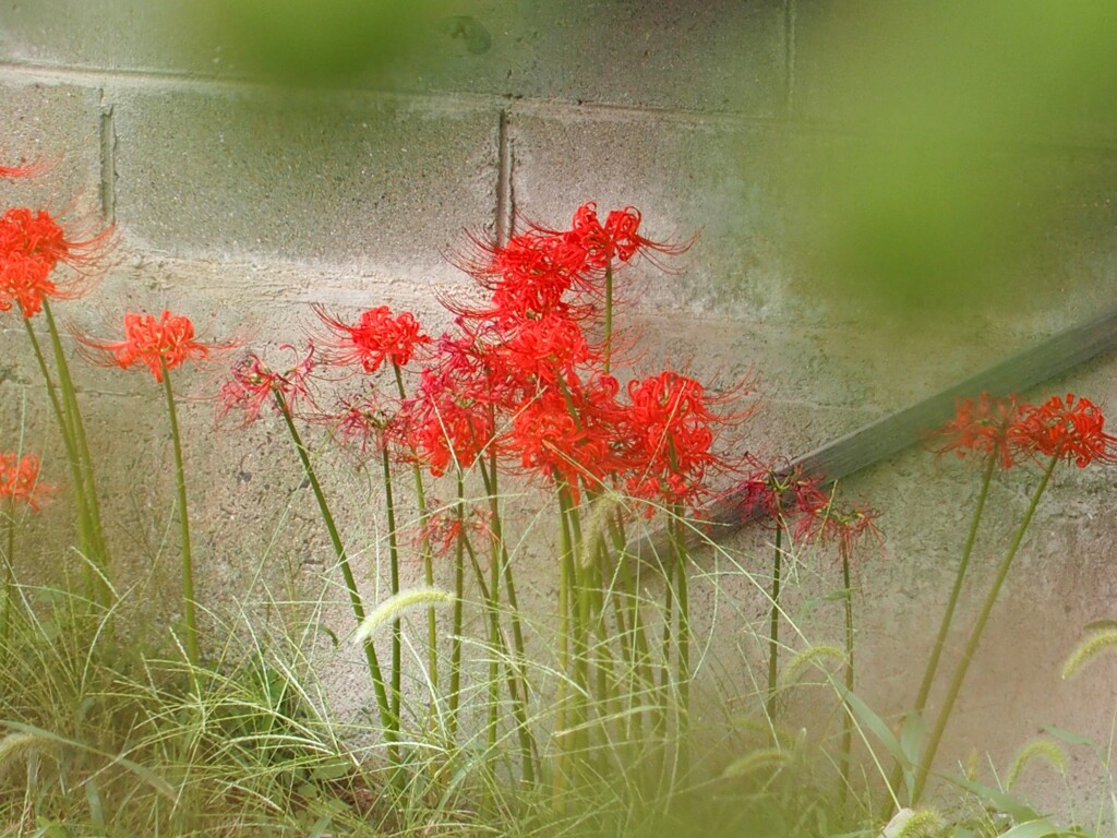 道端に咲く