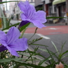 ヤナギバルイラソウ