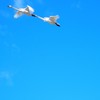 白鳥物語　は