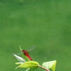 蜻蛉　２