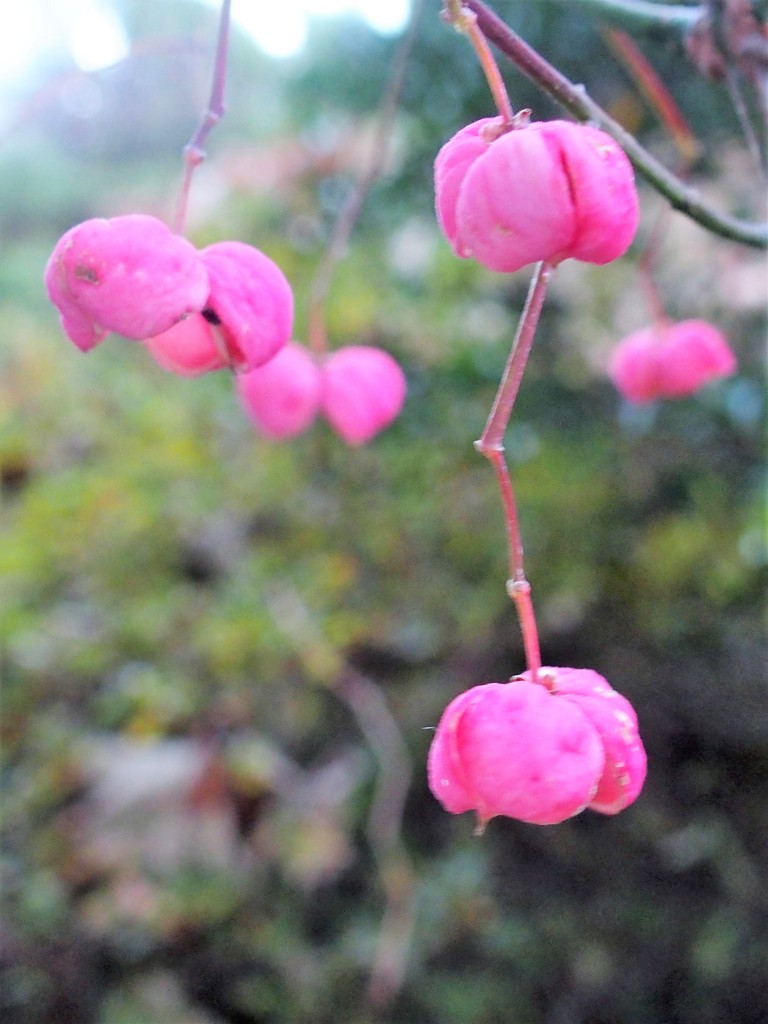 ツリバナ